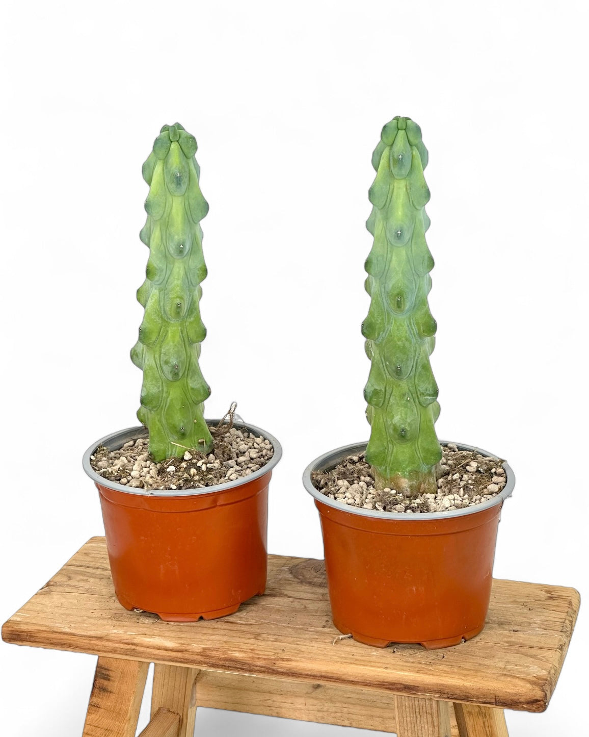 Myrtillocactus Geometrizans Fukurokuryuzinboku - Boobie Cactus