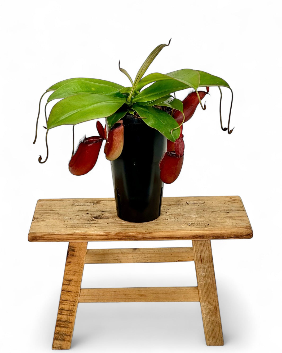 Nepenthes 'Bloody Mary' - Plante carnivore