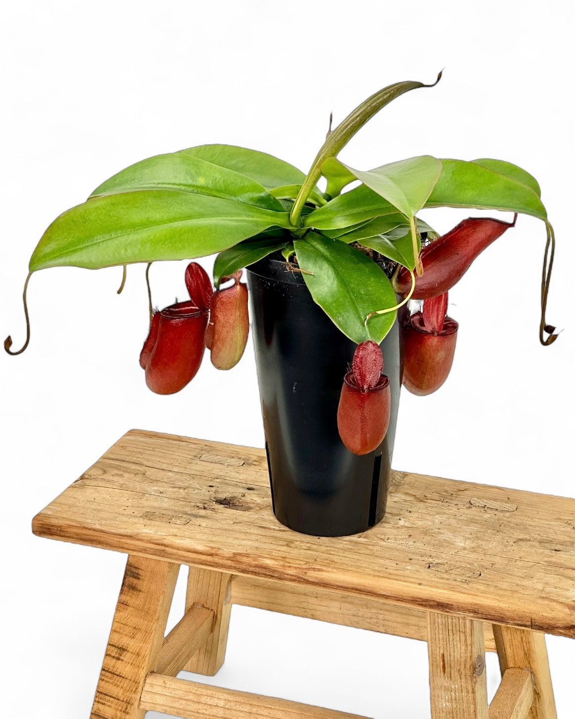 Nepenthes 'Bloody Mary' - Plante carnivore