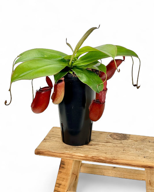 Nepenthes 'Bloody Mary' - Plante carnivore