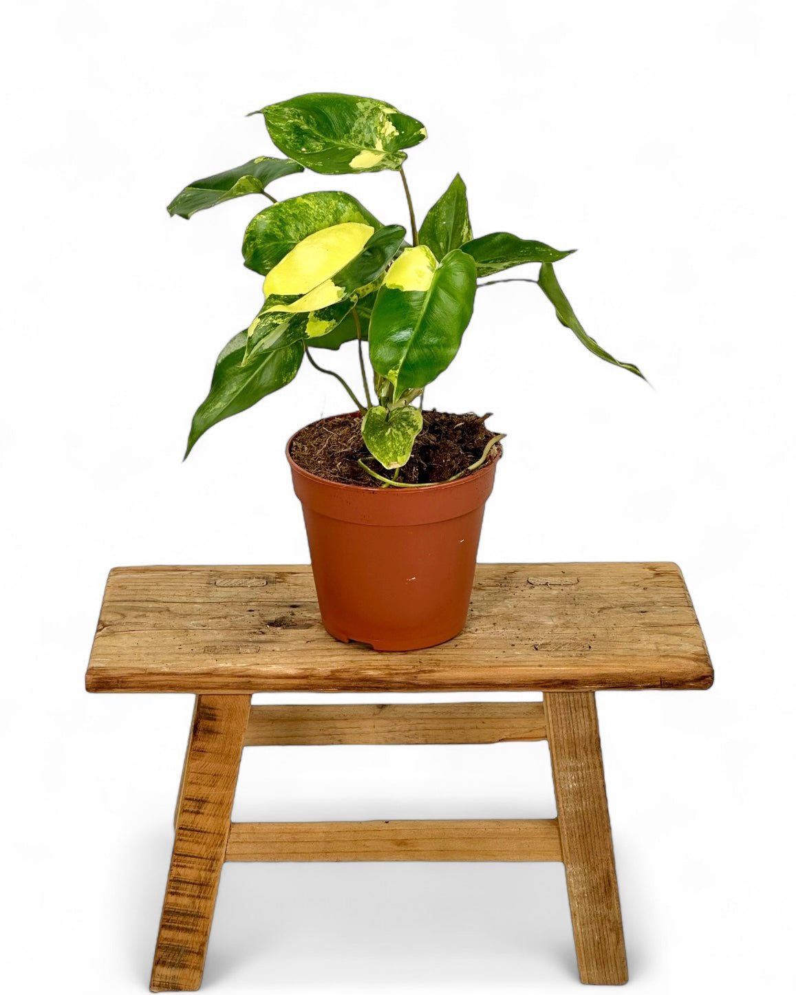 Philodendron Burle Marx variegata