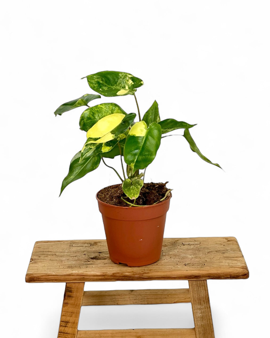 Philodendron Burle Marx variegata