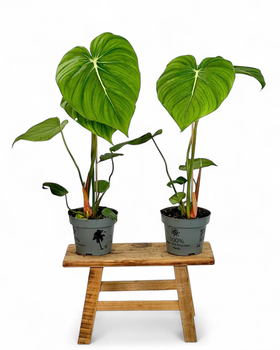 Philodendron Mc Dowell