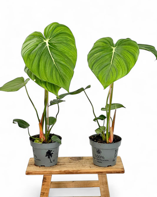 Philodendron Mc Dowell