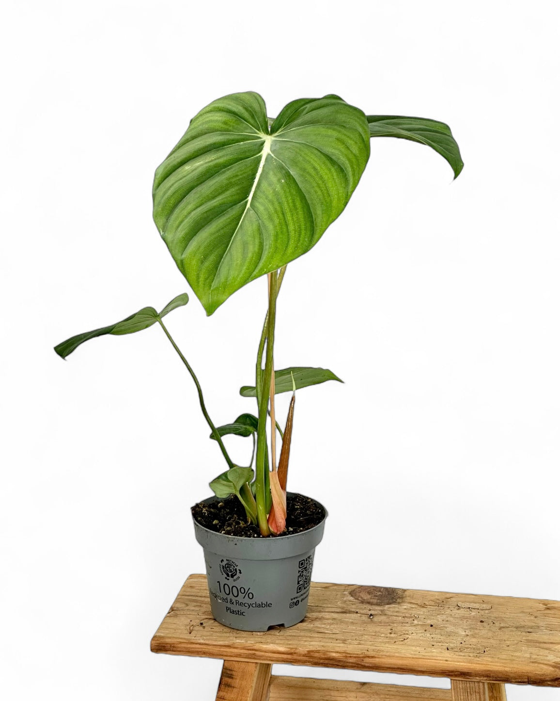 Philodendron Mc Dowell
