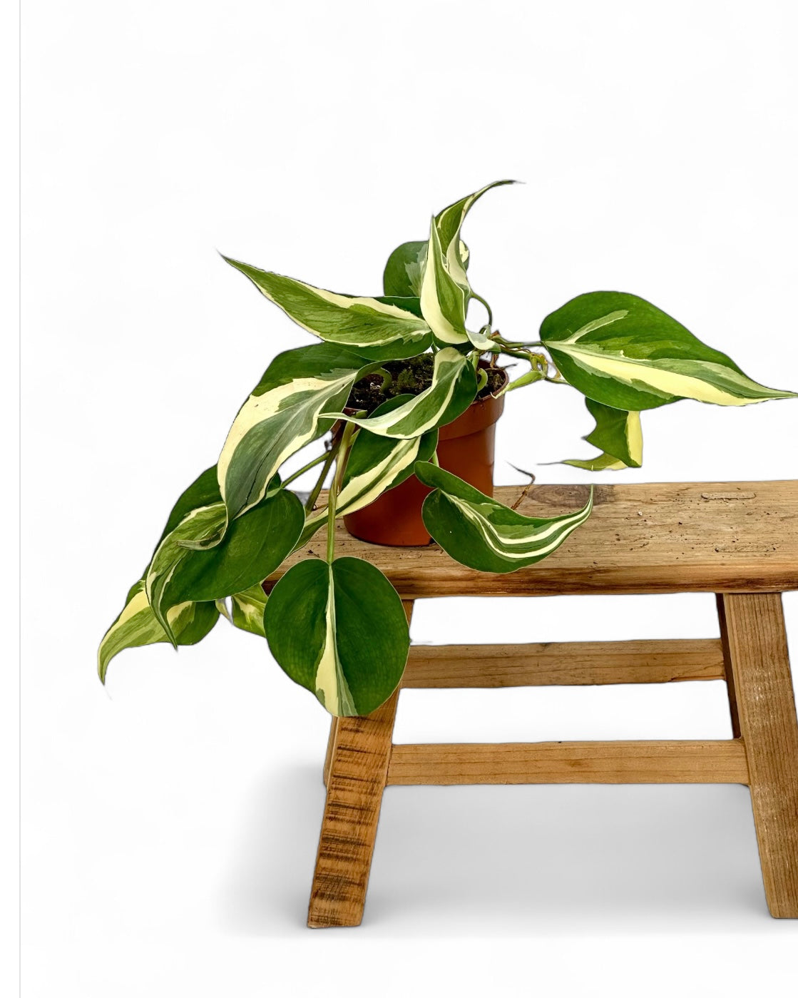 Philodendron Rio