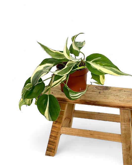 Philodendron Rio
