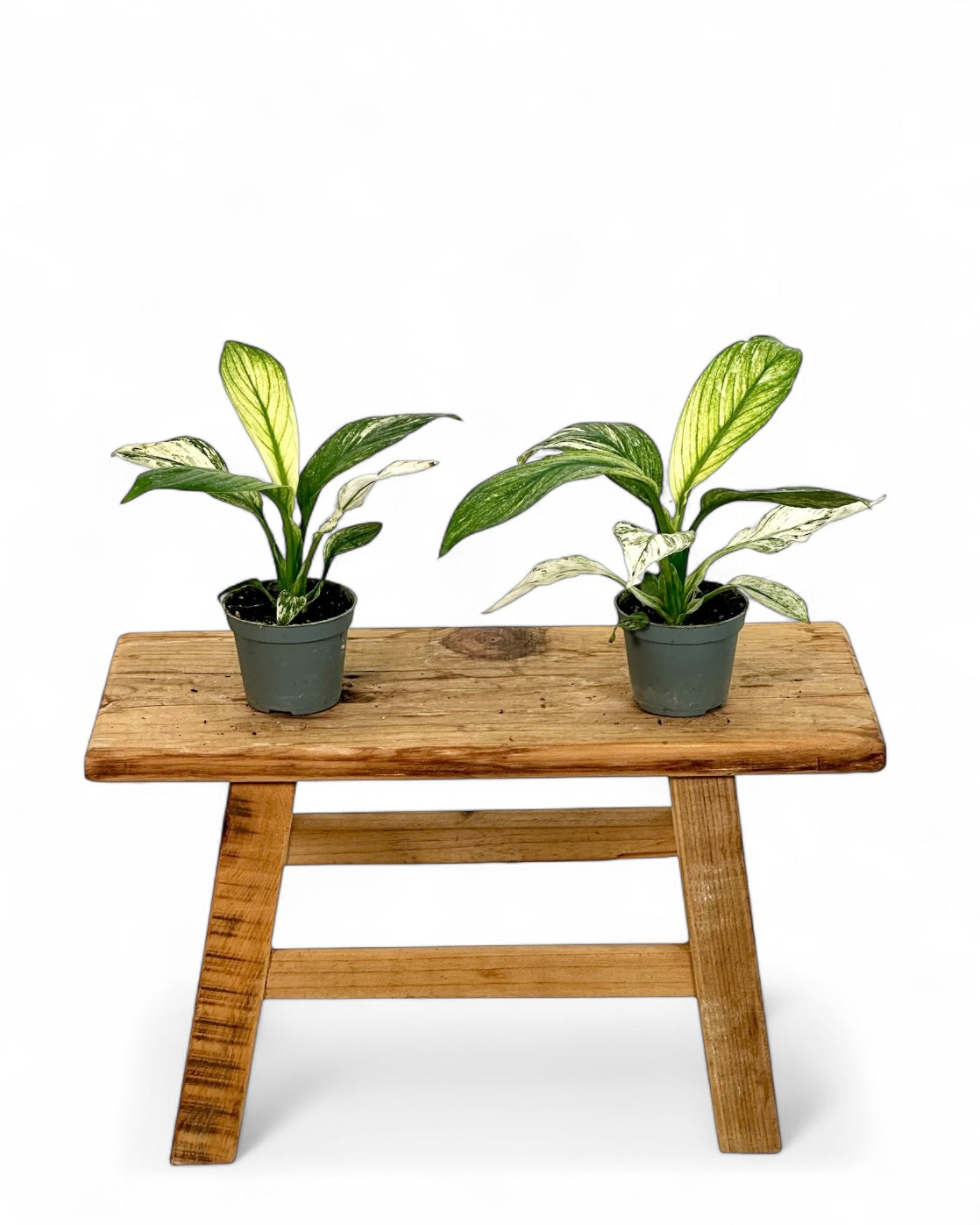 Spathiphyllum sensation variegata - Baby plant
