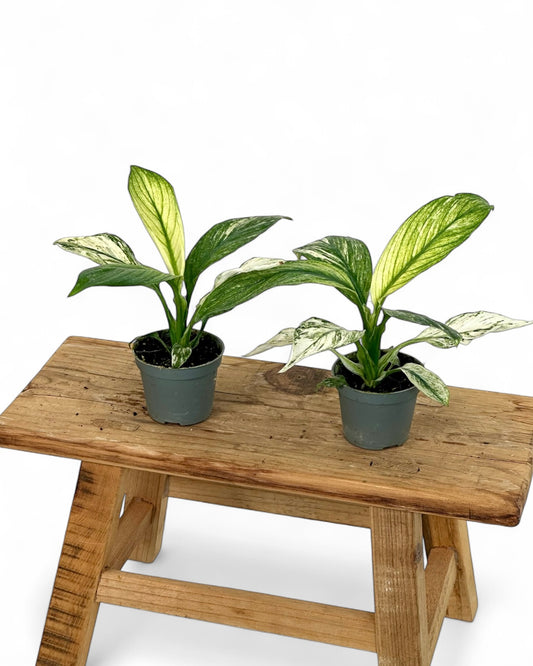 Spathiphyllum sensation variegata - Baby plant