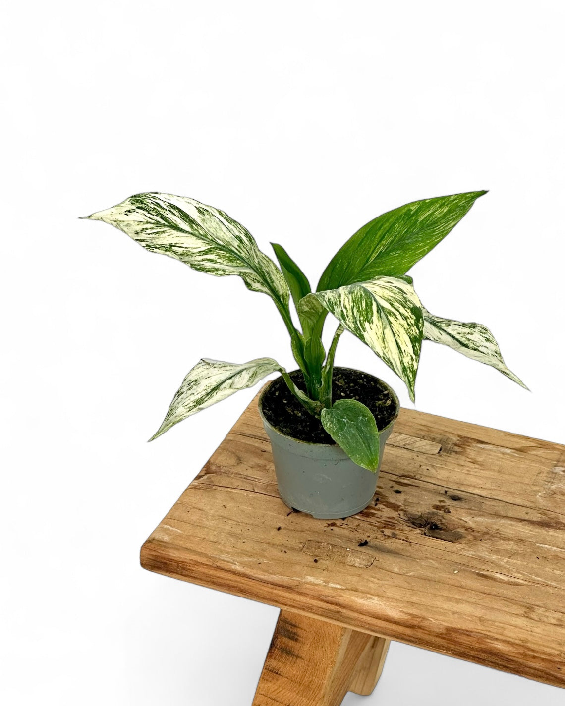 Spathiphyllum sensation variegata - Baby plant