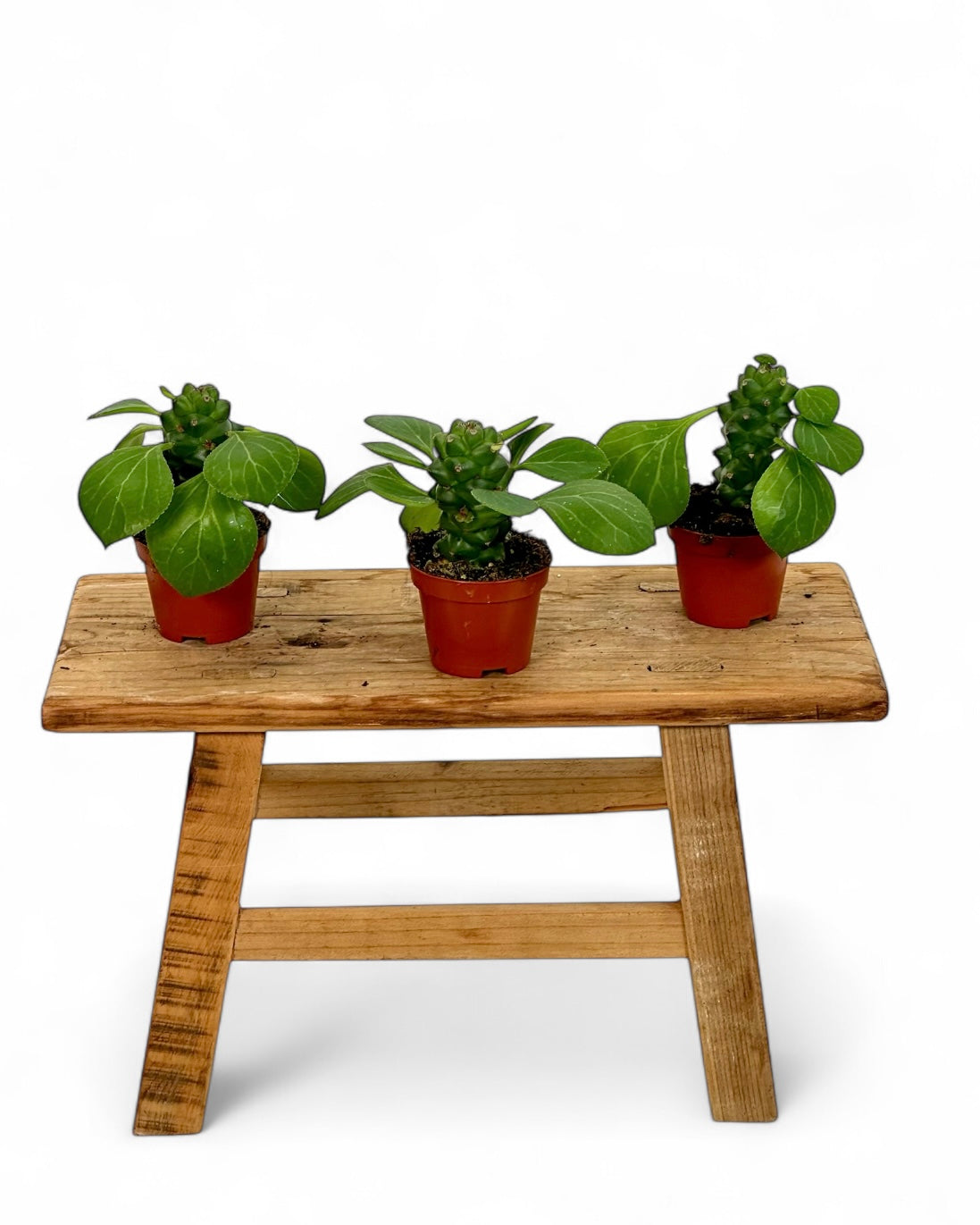 Euphorbia Ritchiei - Baby plant