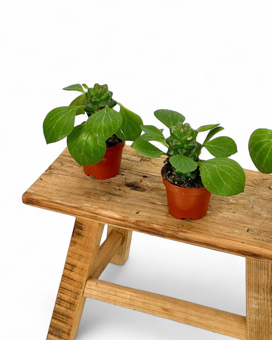 Euphorbia Ritchiei - Baby plant