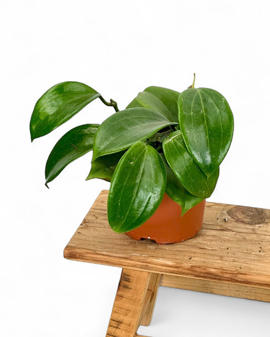 Hoya Quinquenervia