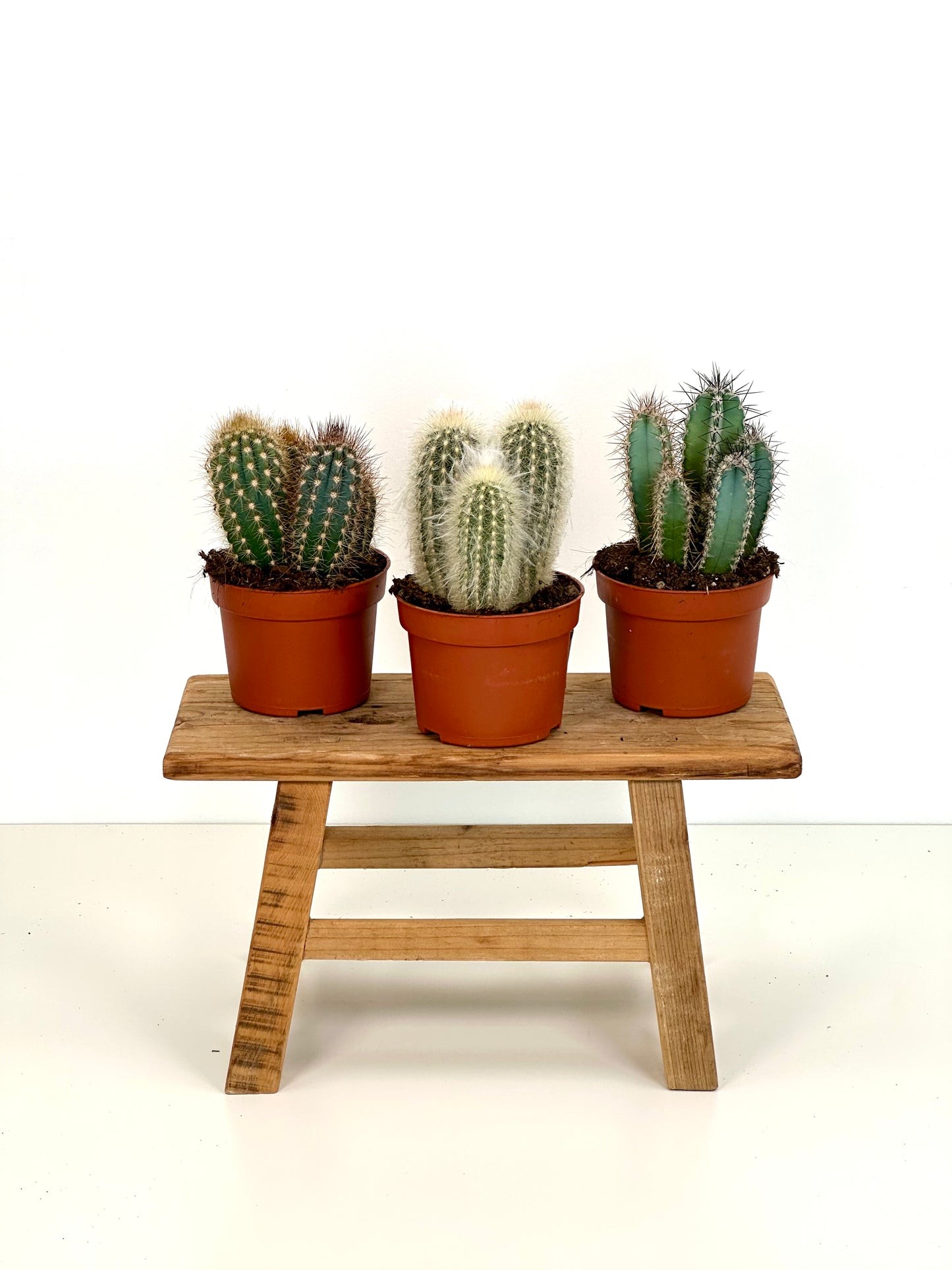 Cereus Skyline