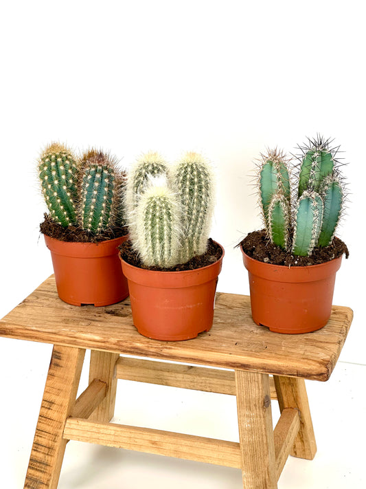 Cereus Skyline