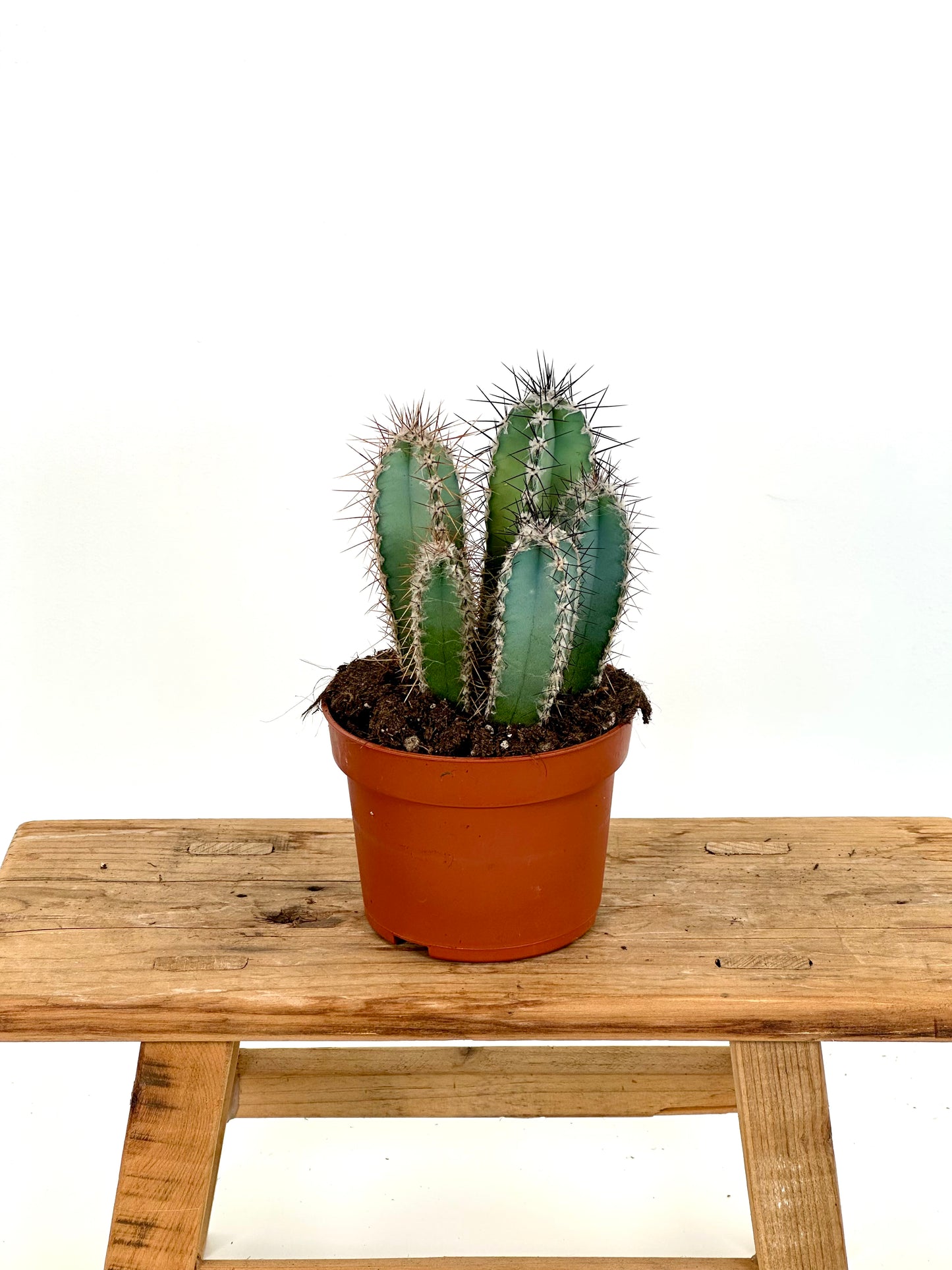 Cereus Skyline