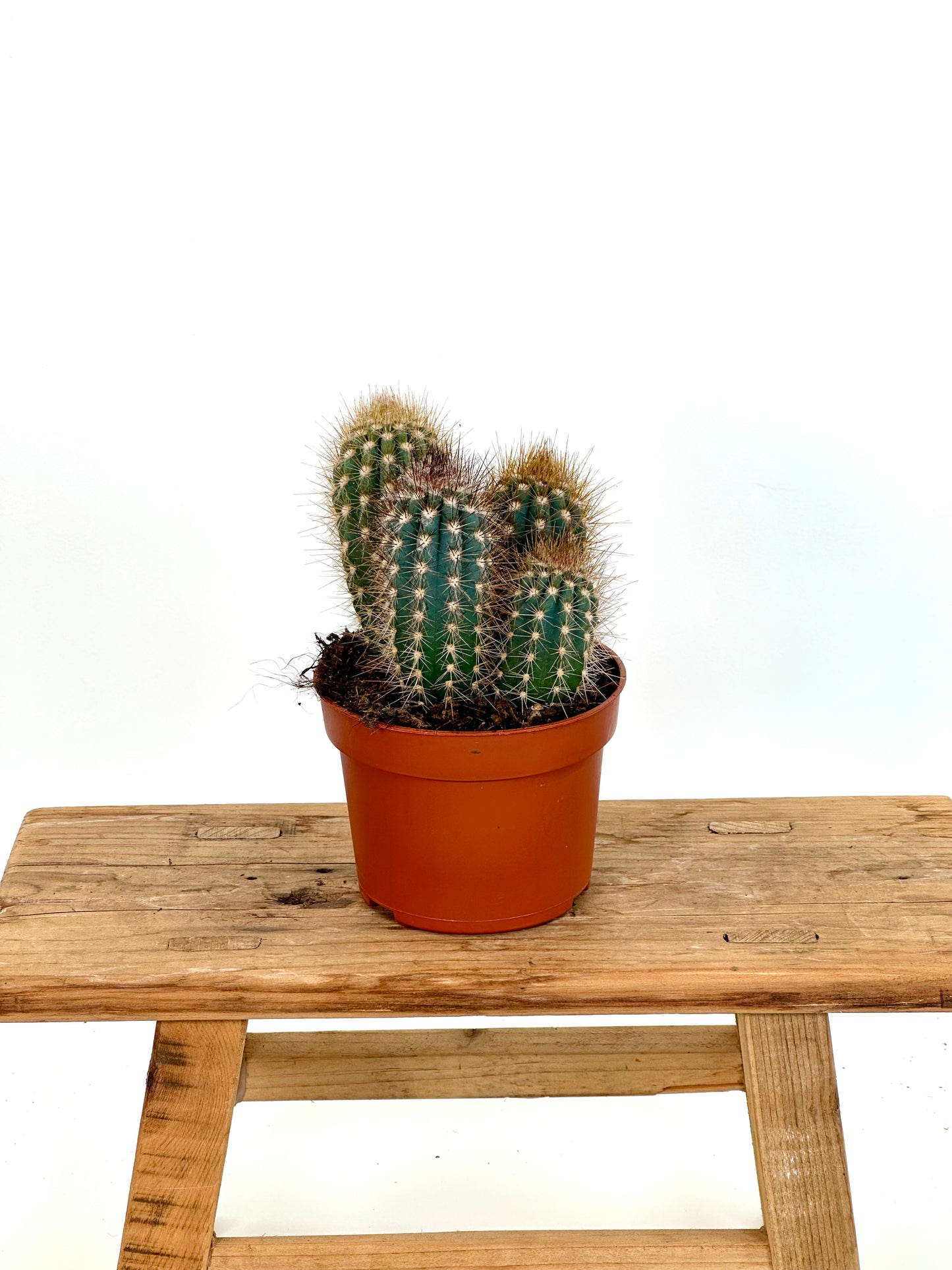 Cereus Skyline