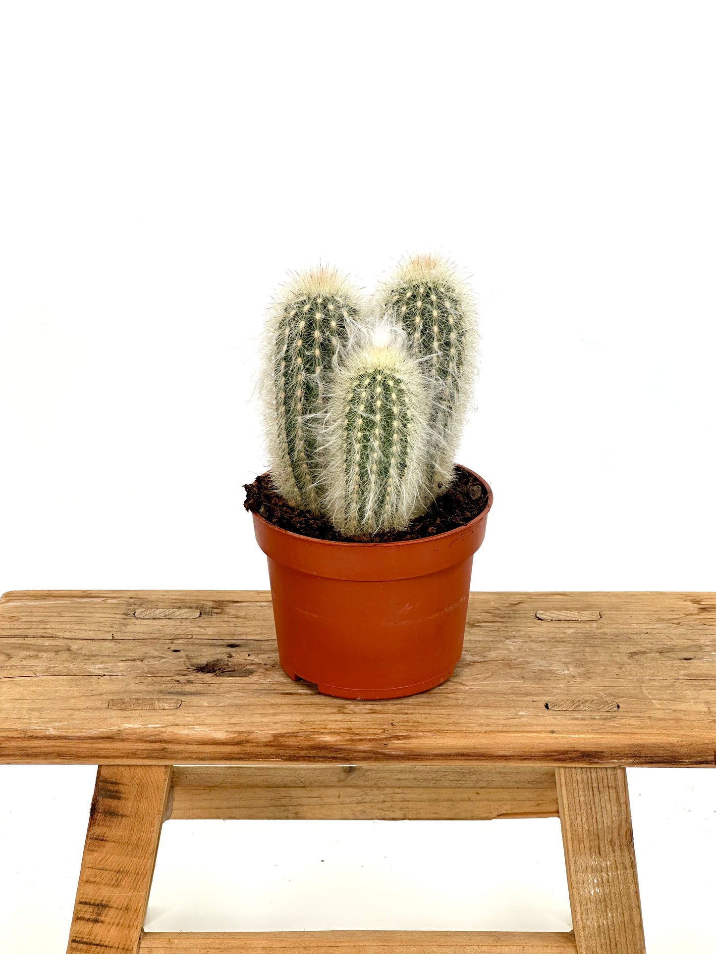 Cereus Skyline