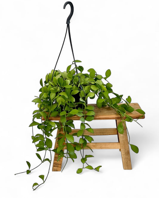 Dischidia Imbricata - Suspension