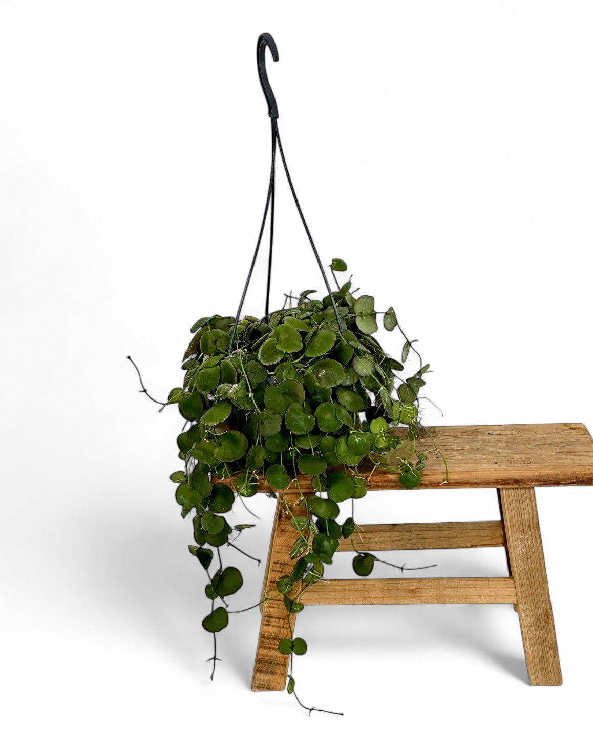 Dischidia Pectenoides - Suspension