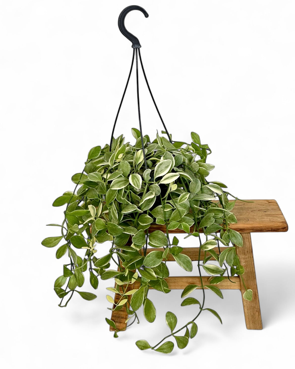 Dischidia Ionatha variegata - Suspension