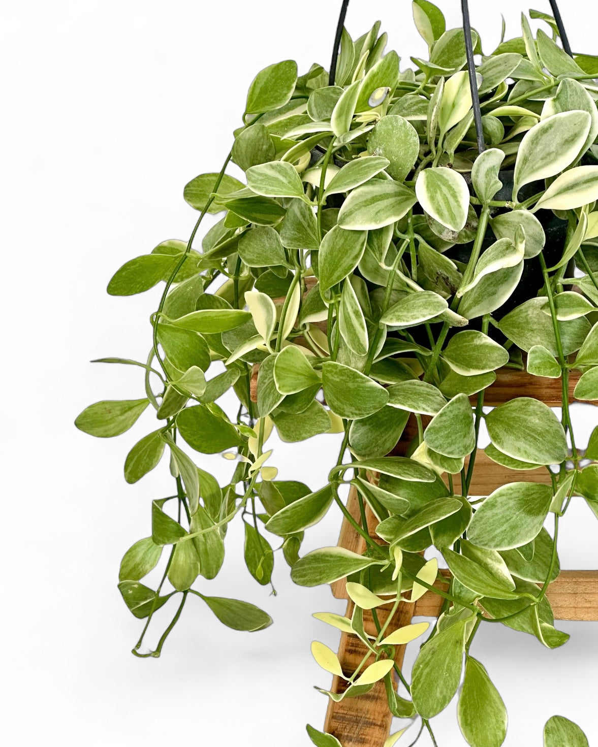 Dischidia Ionatha variegata - Suspension