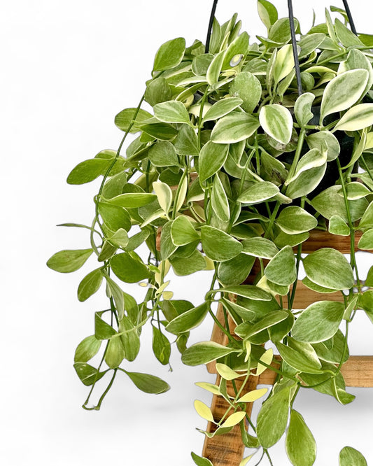 Dischidia Ionatha variegata - Suspension