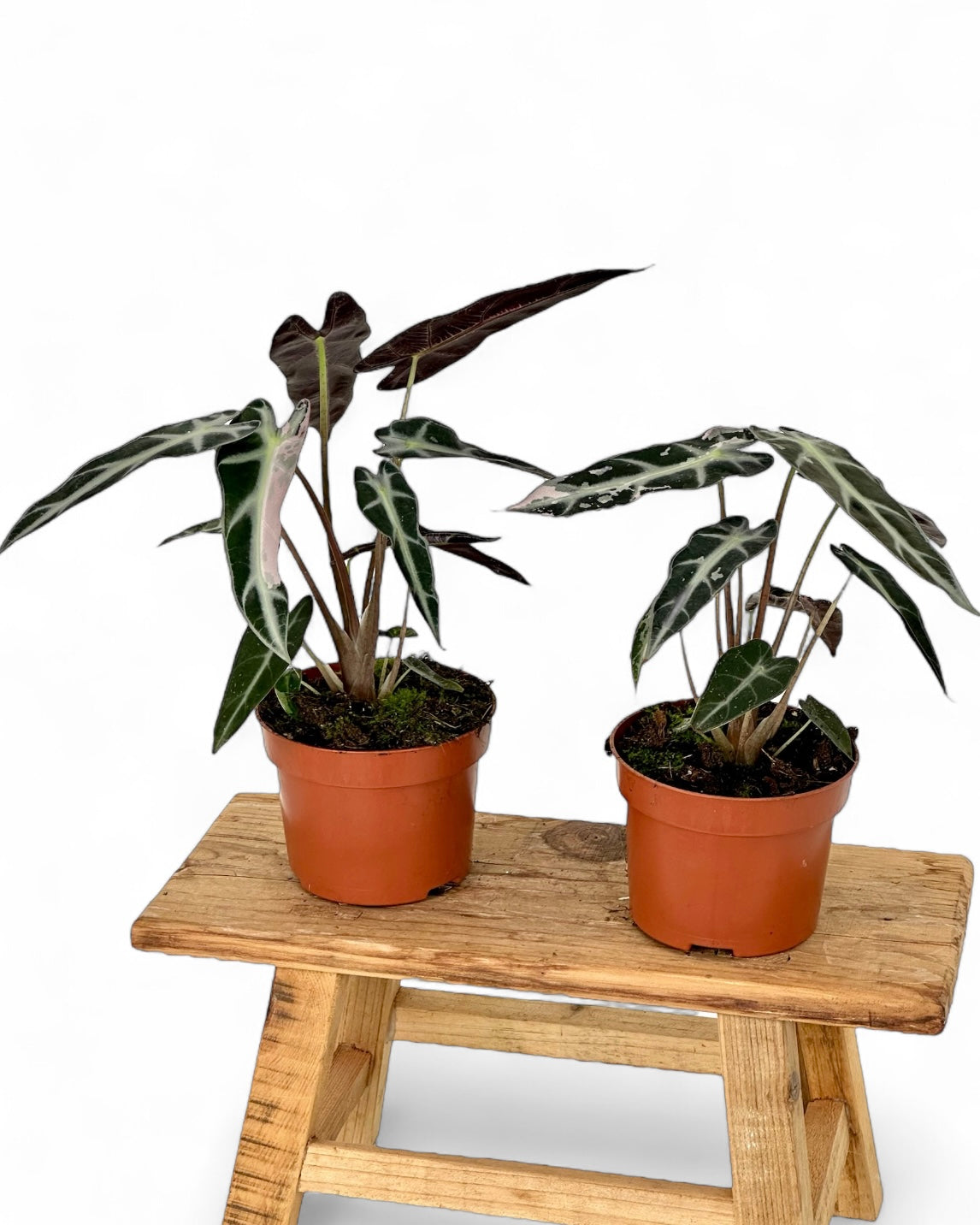 Alocasia Bambino variegata
