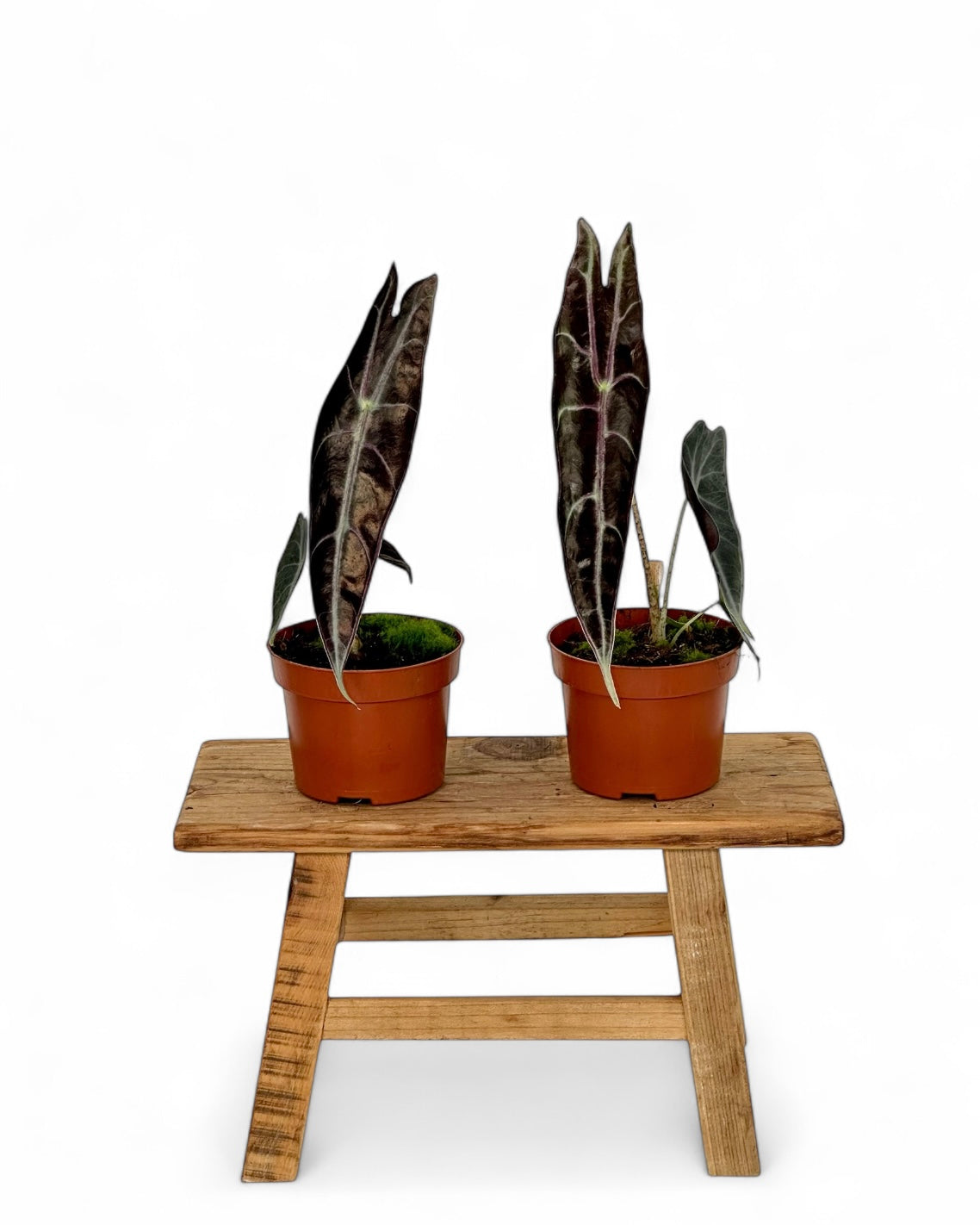 Alocasia Longiloba Purple