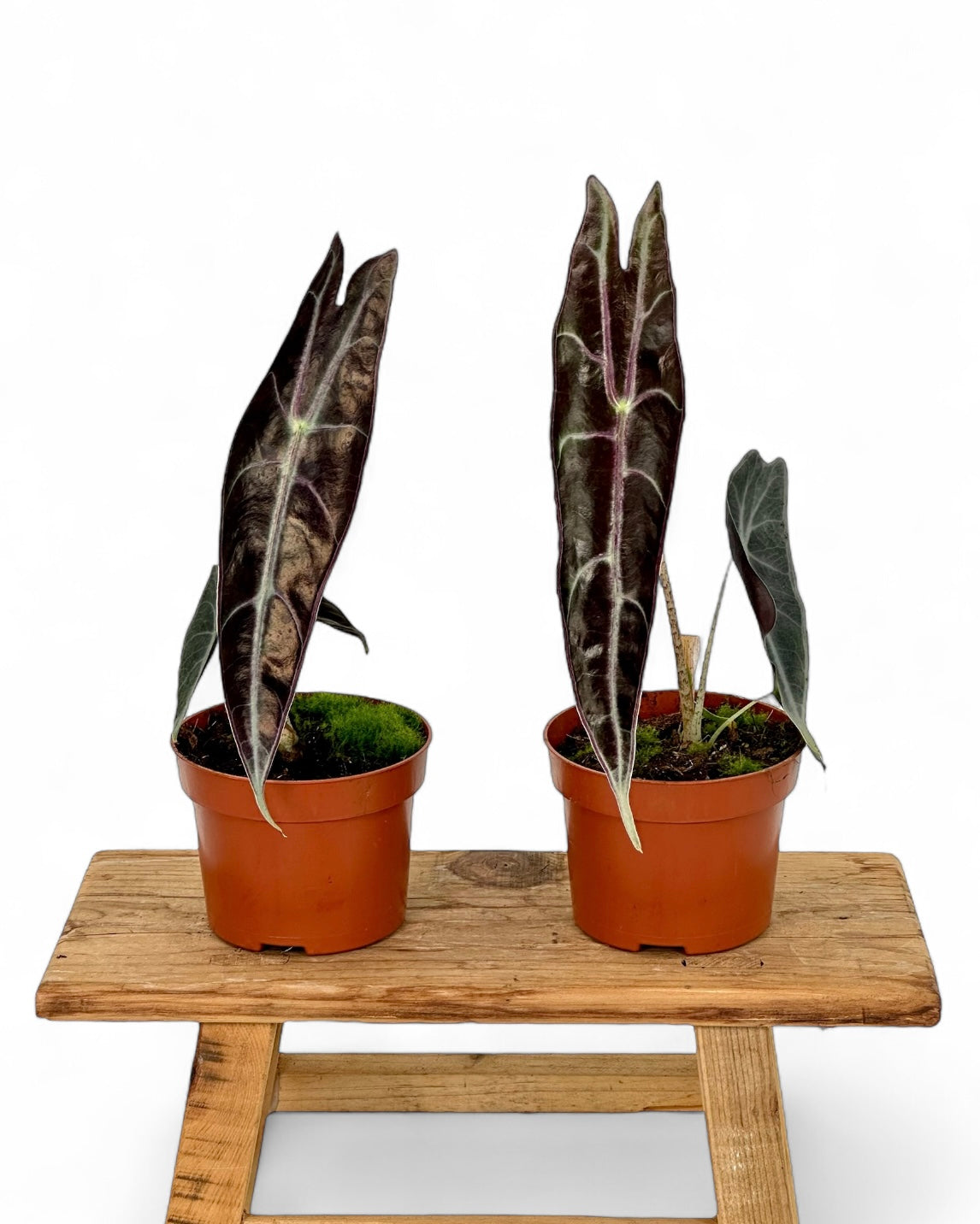 Alocasia Longiloba Purple