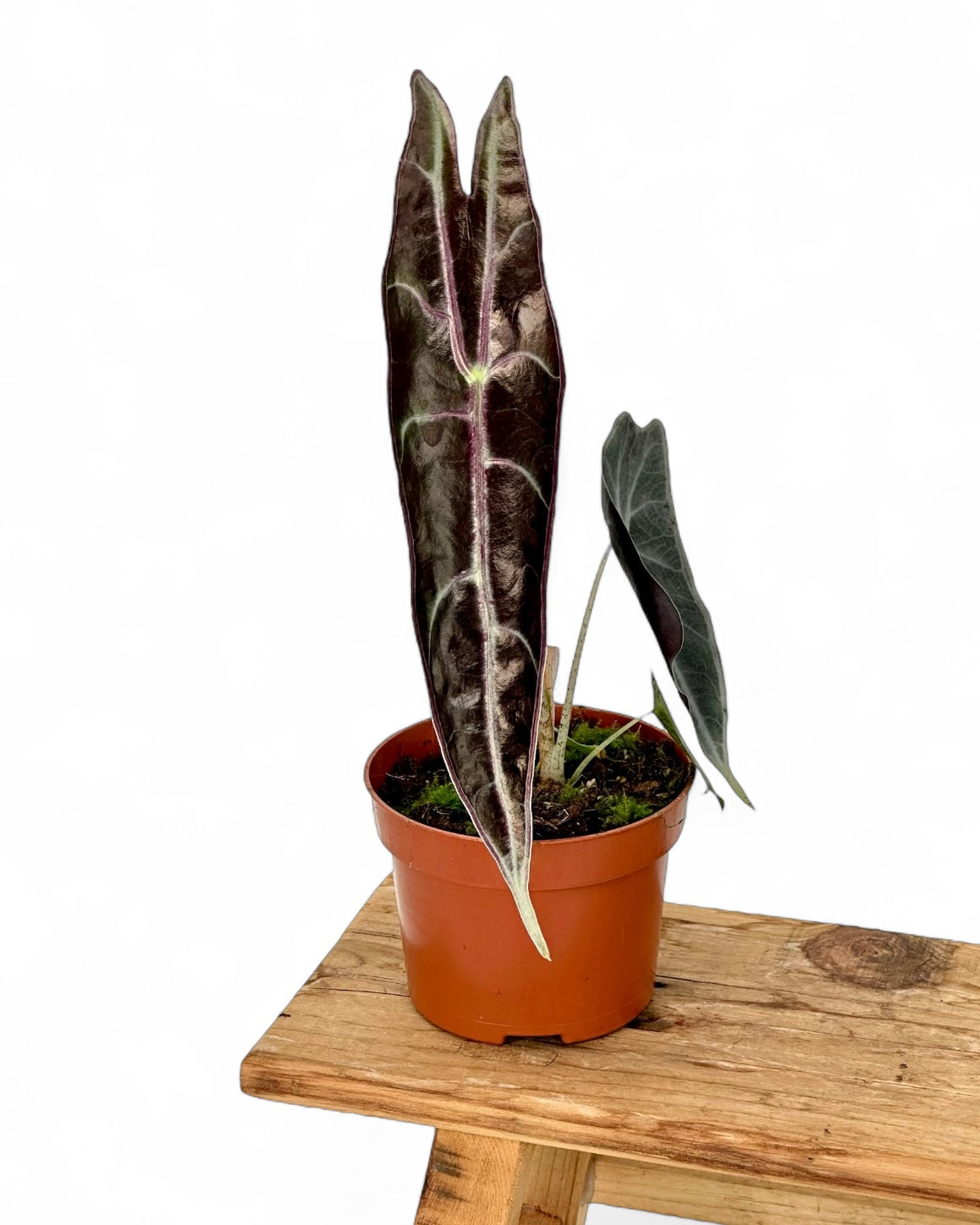 Alocasia Longiloba Purple