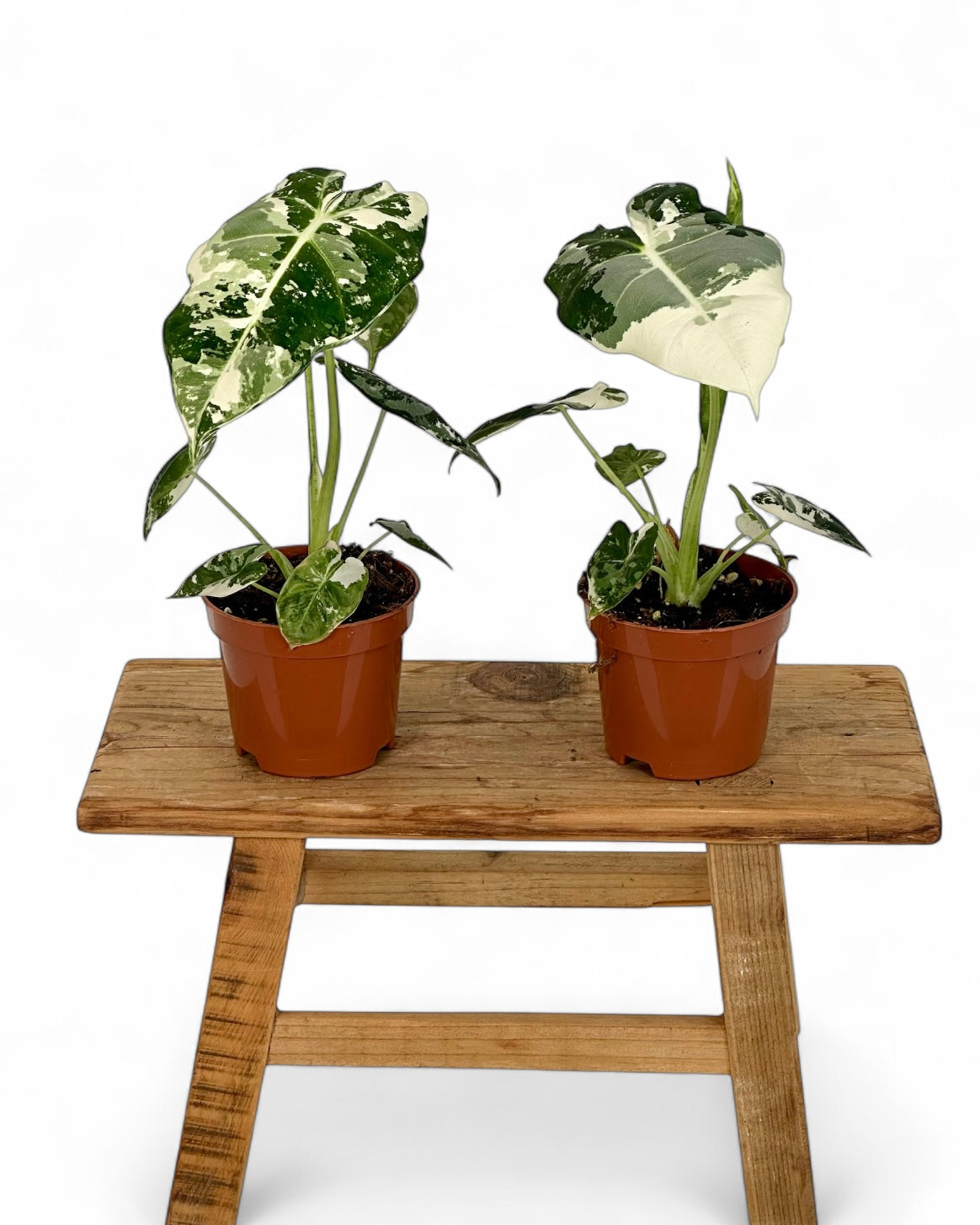 Alocasia Frydek variegata