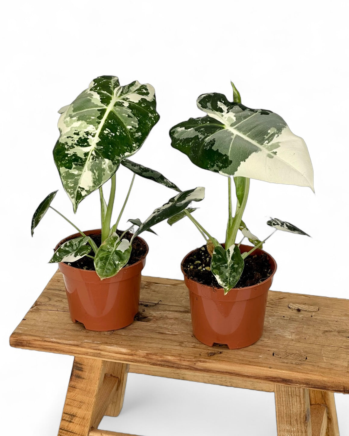 Alocasia Frydek variegata