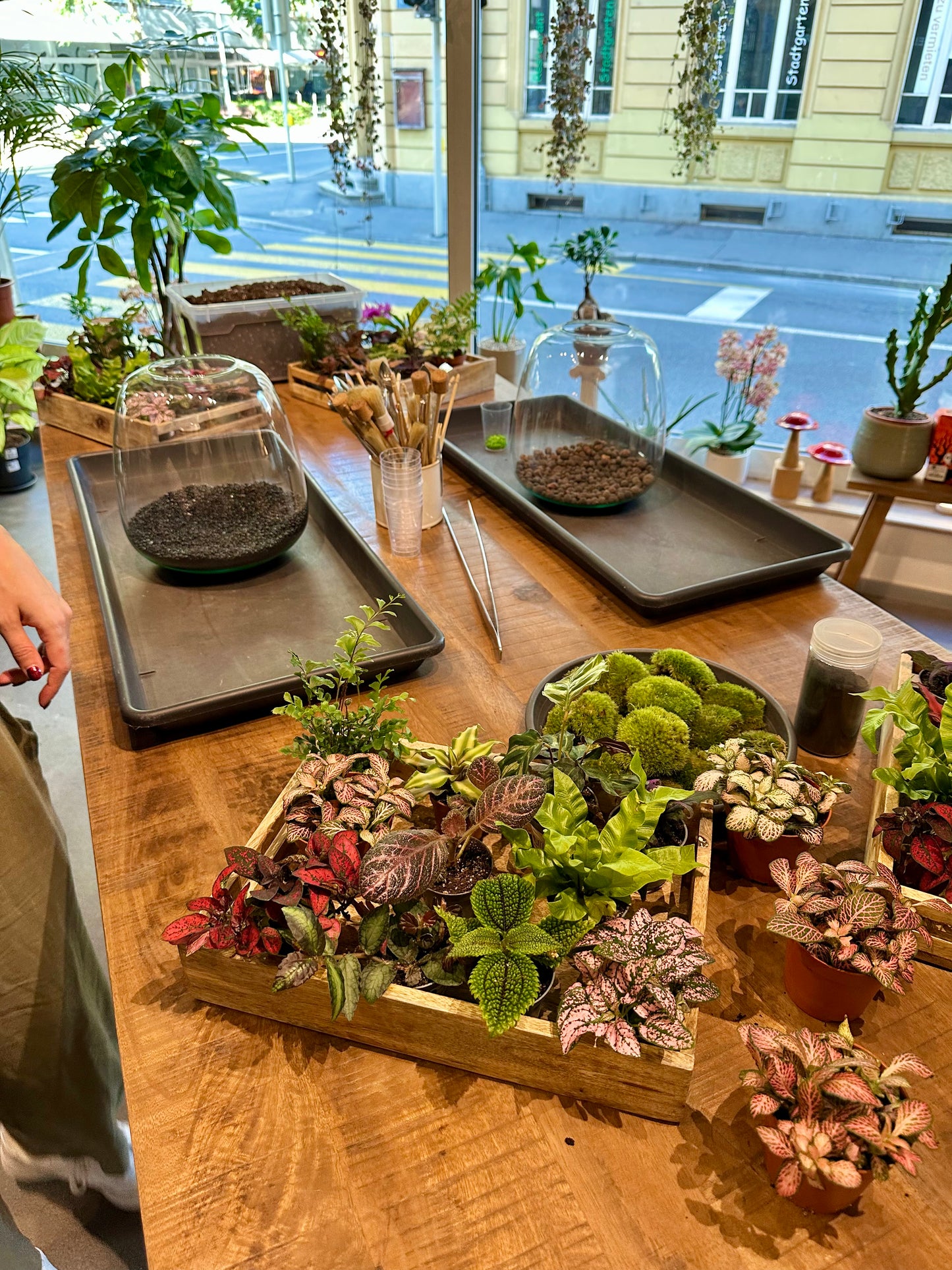 Atelier - Créer son terrarium