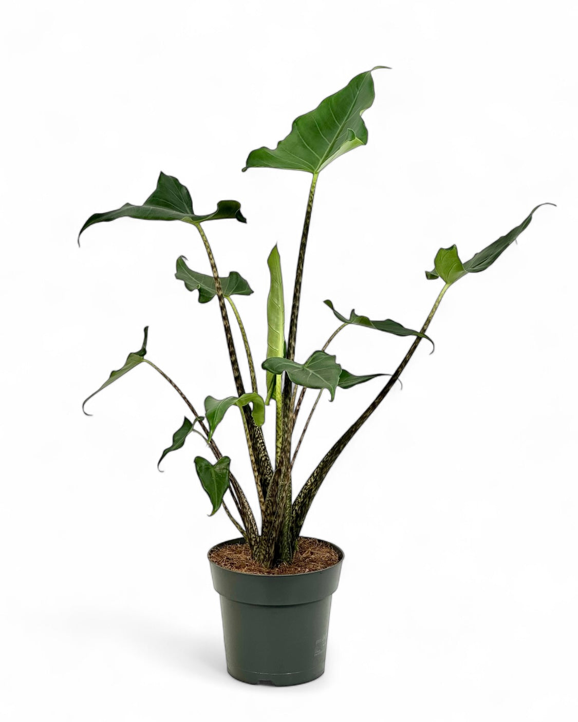 Alocasia Tigrina x Zebrina Hybrid