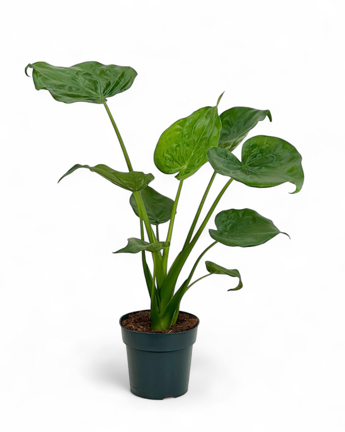 Alocasia Cucullata