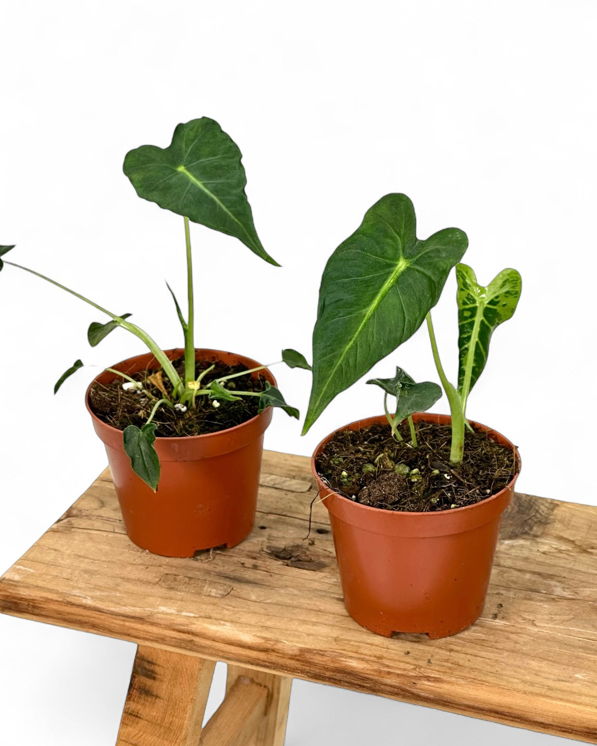Alocasia Frydek Tattoo juvénile