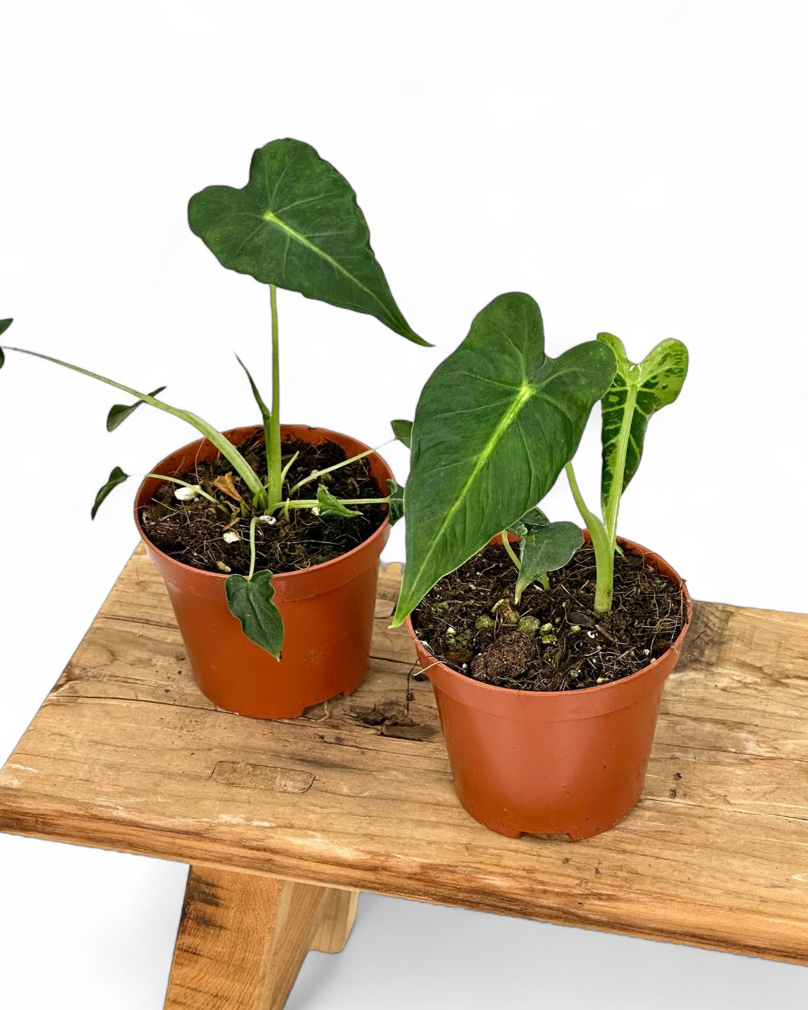 Alocasia Frydek Tattoo juvénile