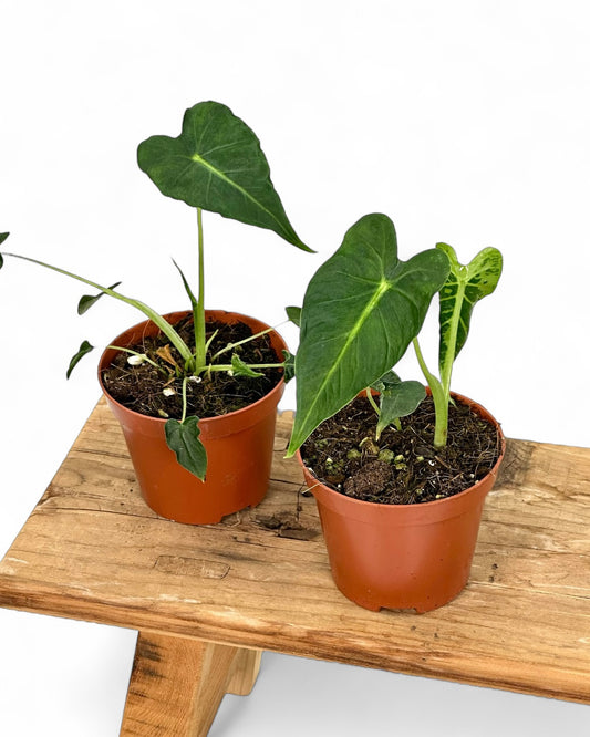 Alocasia Frydek Tattoo juvénile
