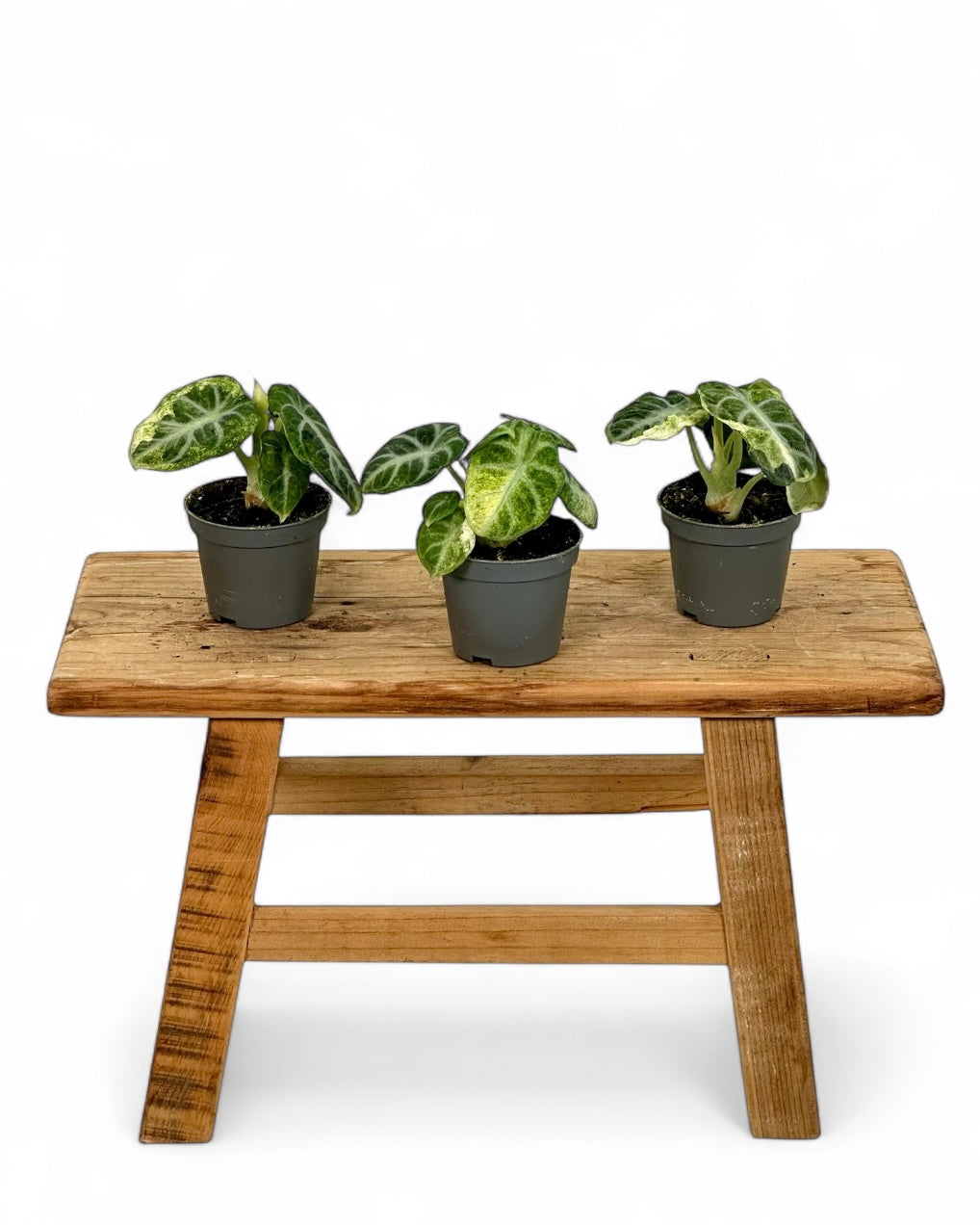 Alocasia Ninja variegata - Baby plant