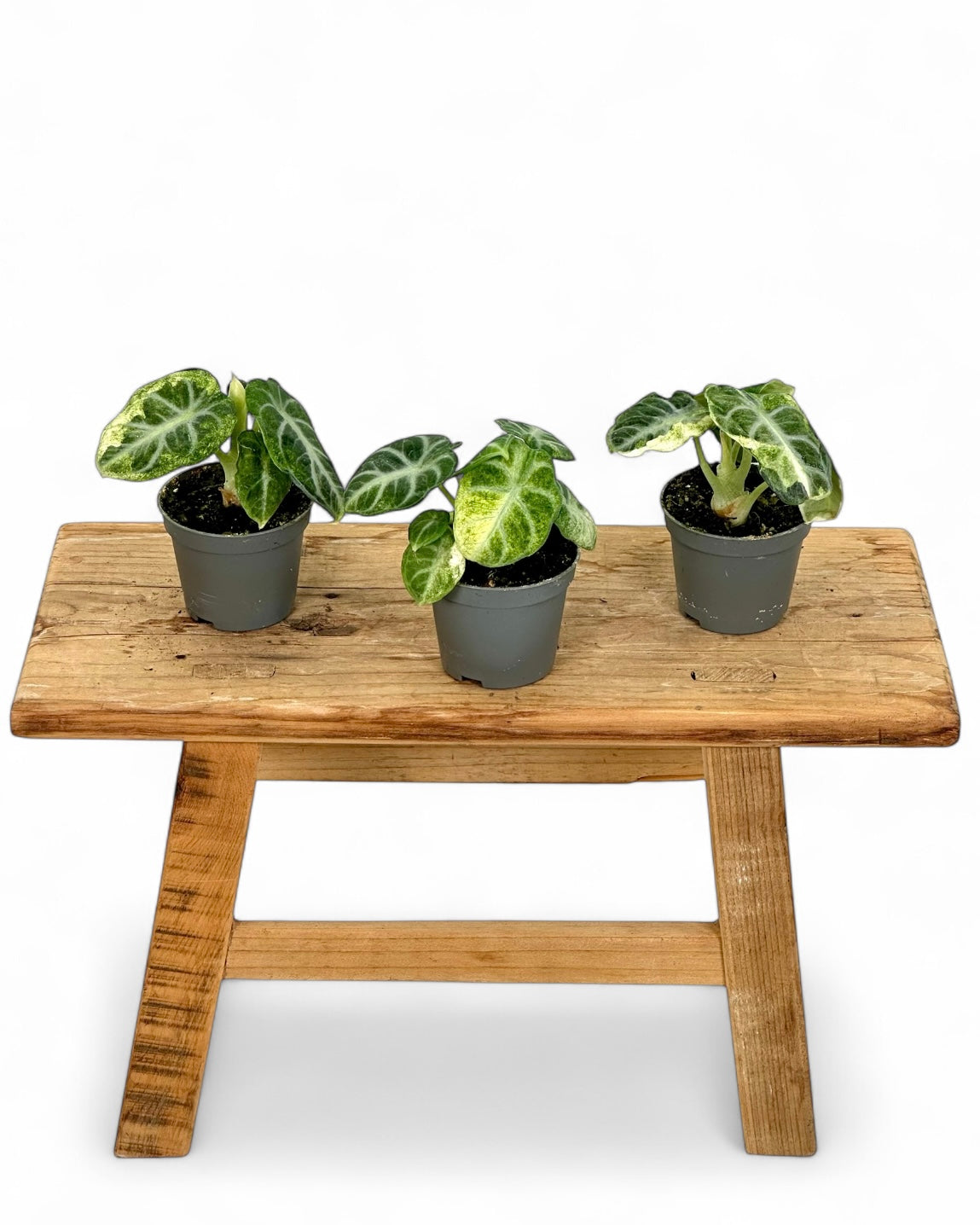 Alocasia Ninja variegata - Baby plant
