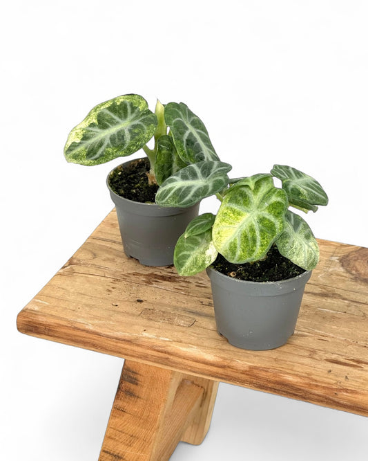 Alocasia Ninja variegata - Baby plant