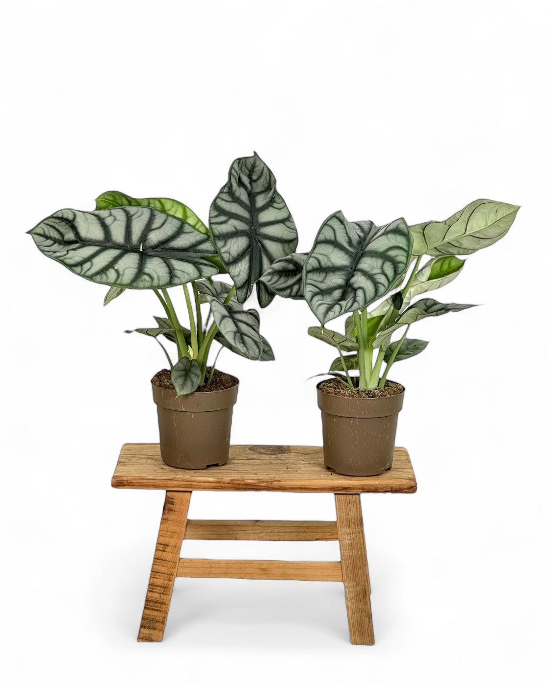 Alocasia Silver Dragon