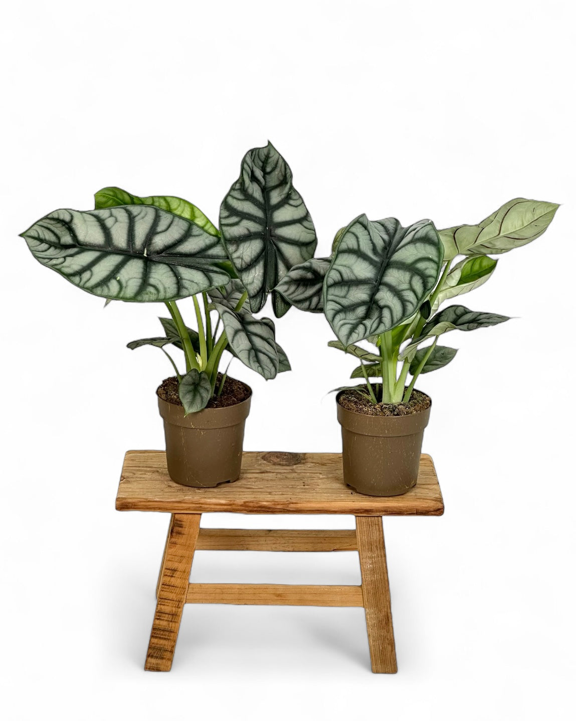 Alocasia Silver Dragon