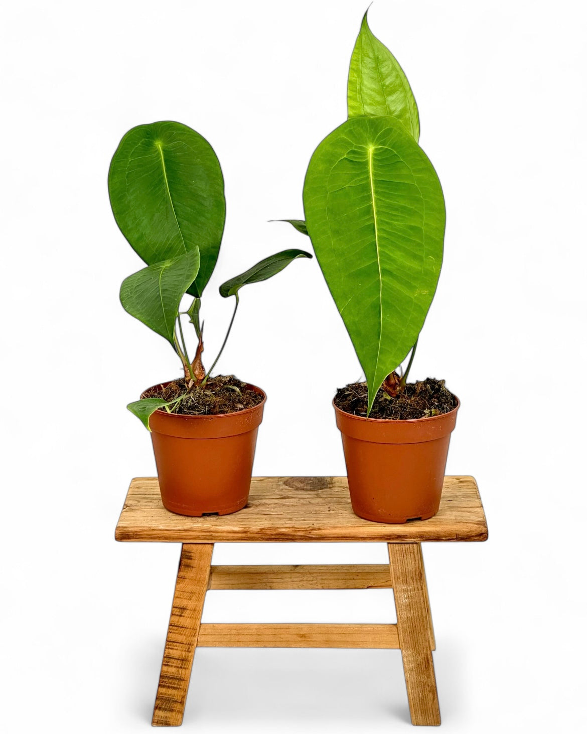 Anthurium Peltigerum