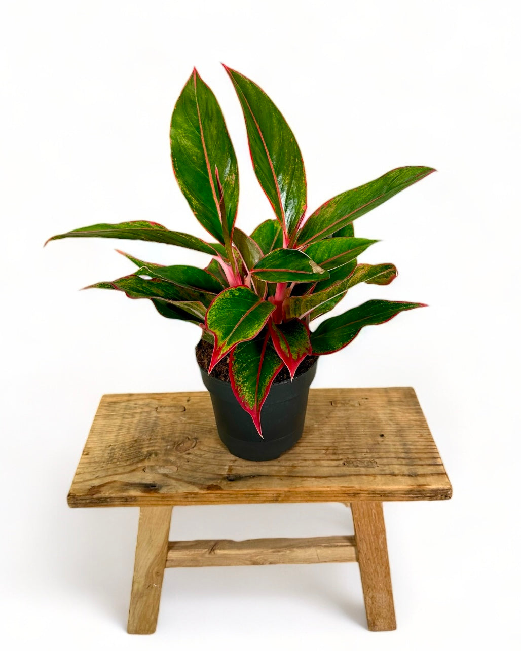 Aglaonema Crete Flame