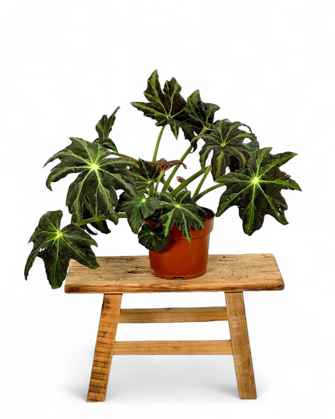 Begonia Draco