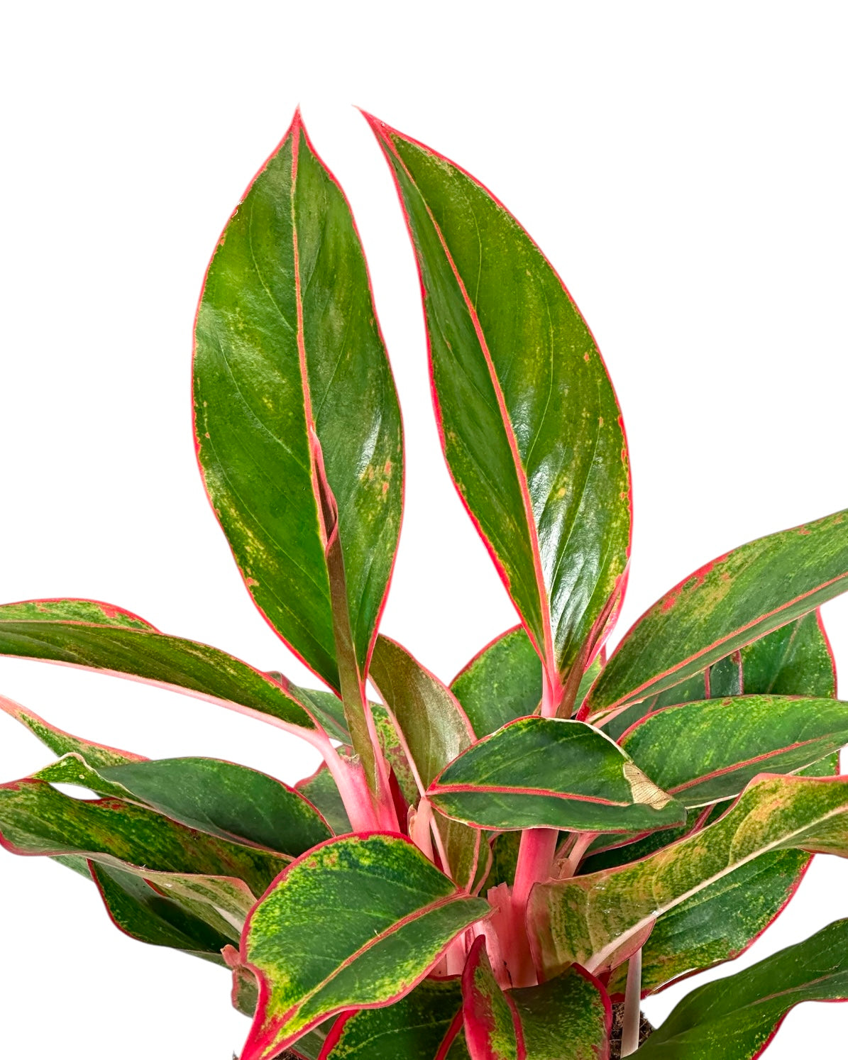 Aglaonema Crete Flame