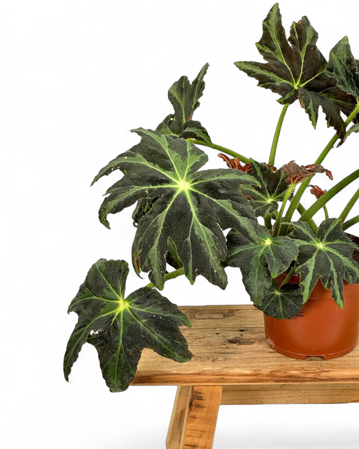 Begonia Draco