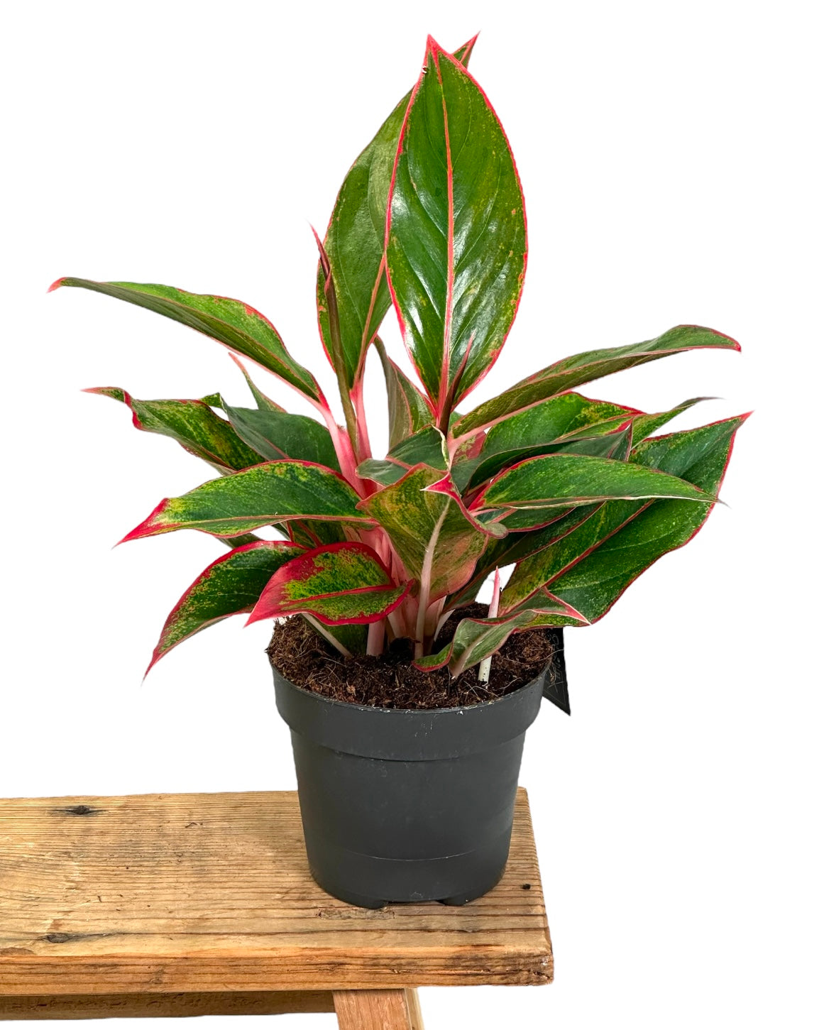 Aglaonema Crete Flame